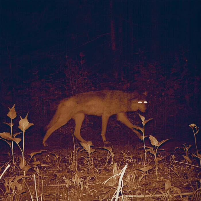 Cover of Mamaleek's Cadejos + Those Who Pass Between Fleeting Words